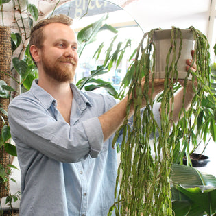  10 Indoor Plant Misconceptions