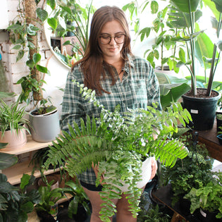  A Guide To Every Fern Ever (Sort Of..)