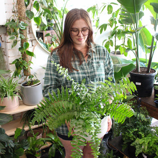  How to keep my indoor plants alive during Winter? Greener House Brunswick Australia