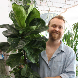  How to care for a Fiddle Leaf Fig
