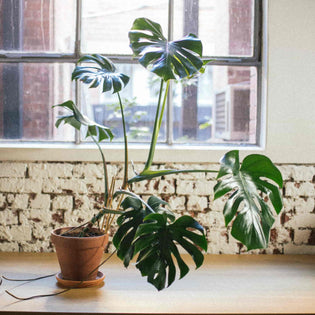  How to care for a monstera deliciosa