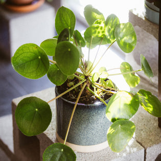  How to care for a Pilea peperomioides (Money Plant)
